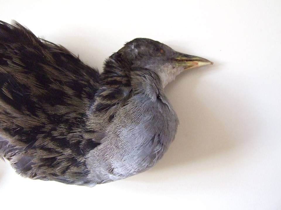 FIGURE 3 FIGURE 3
